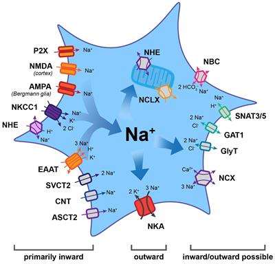 Sodium Fluctuations in Astroglia and Their Potential Impact on Astrocyte Function